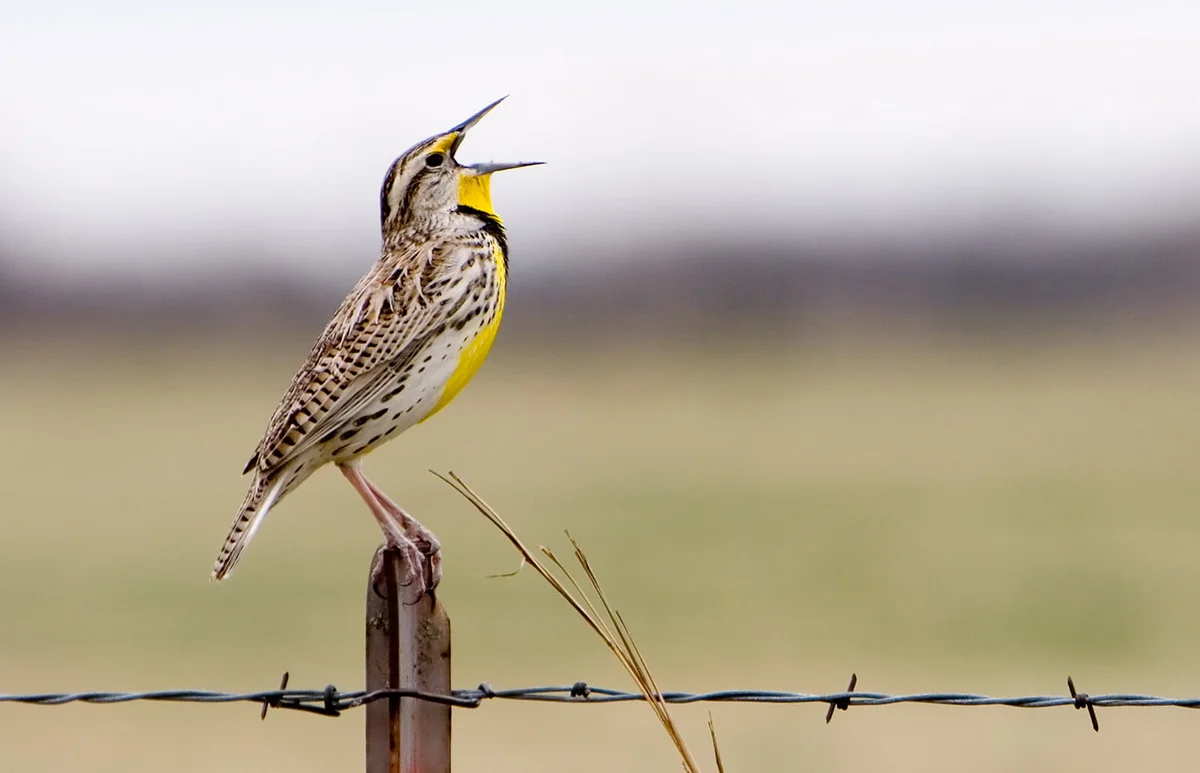 Western Meadowlark on Metal Post