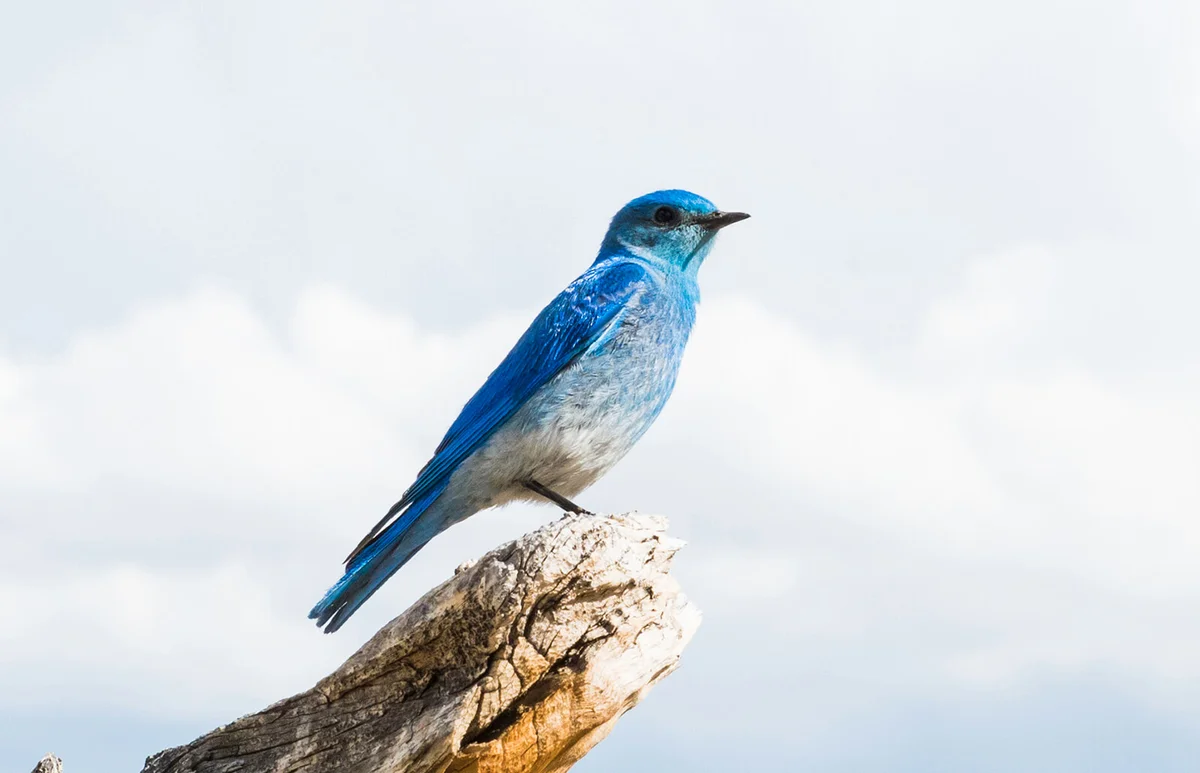 Mountain bluebird (Sialia currucoides)