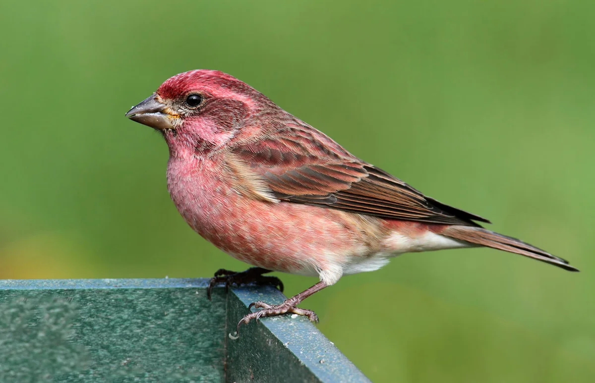 Male Purple Finch (Carpodacus purpureus) perched on a feeder