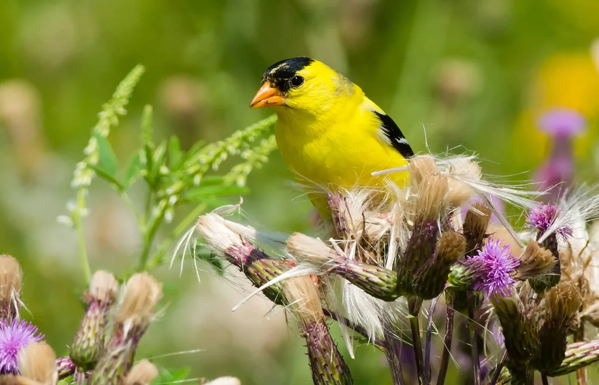 American Goldfinch perched on t thistle flower