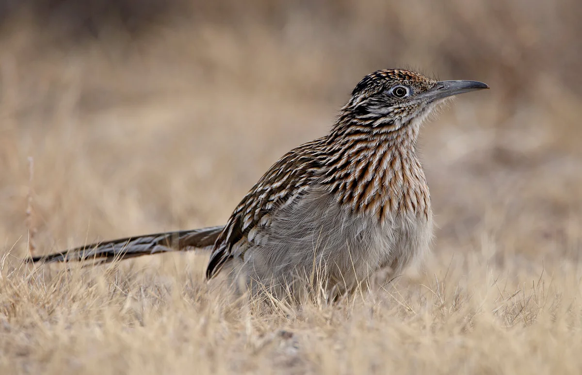 Greater Roadrunner (Geococcyx californianus)