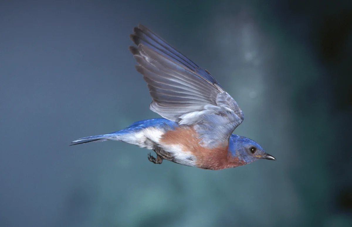 Eastern Bluebird in Flight