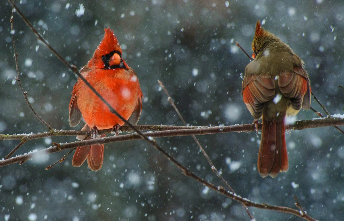 Male and Female Northern Cardinal