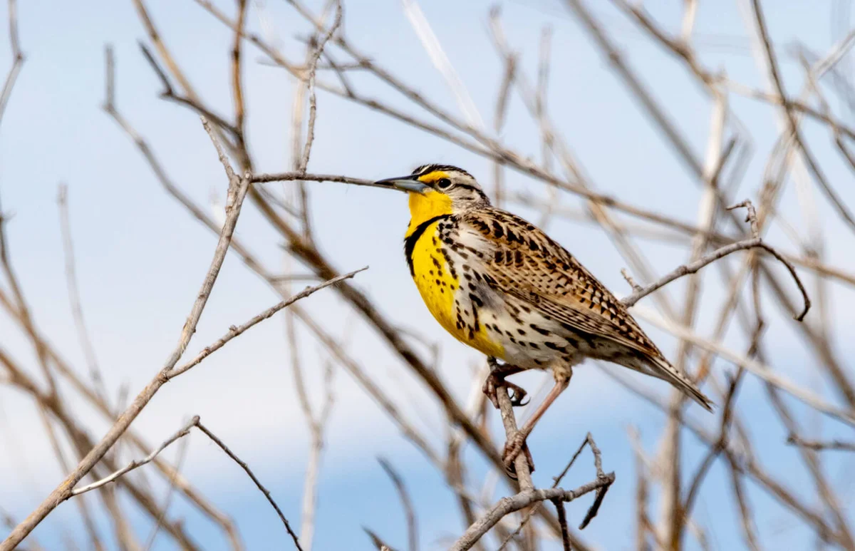 Western Meadowlark perched in a tree