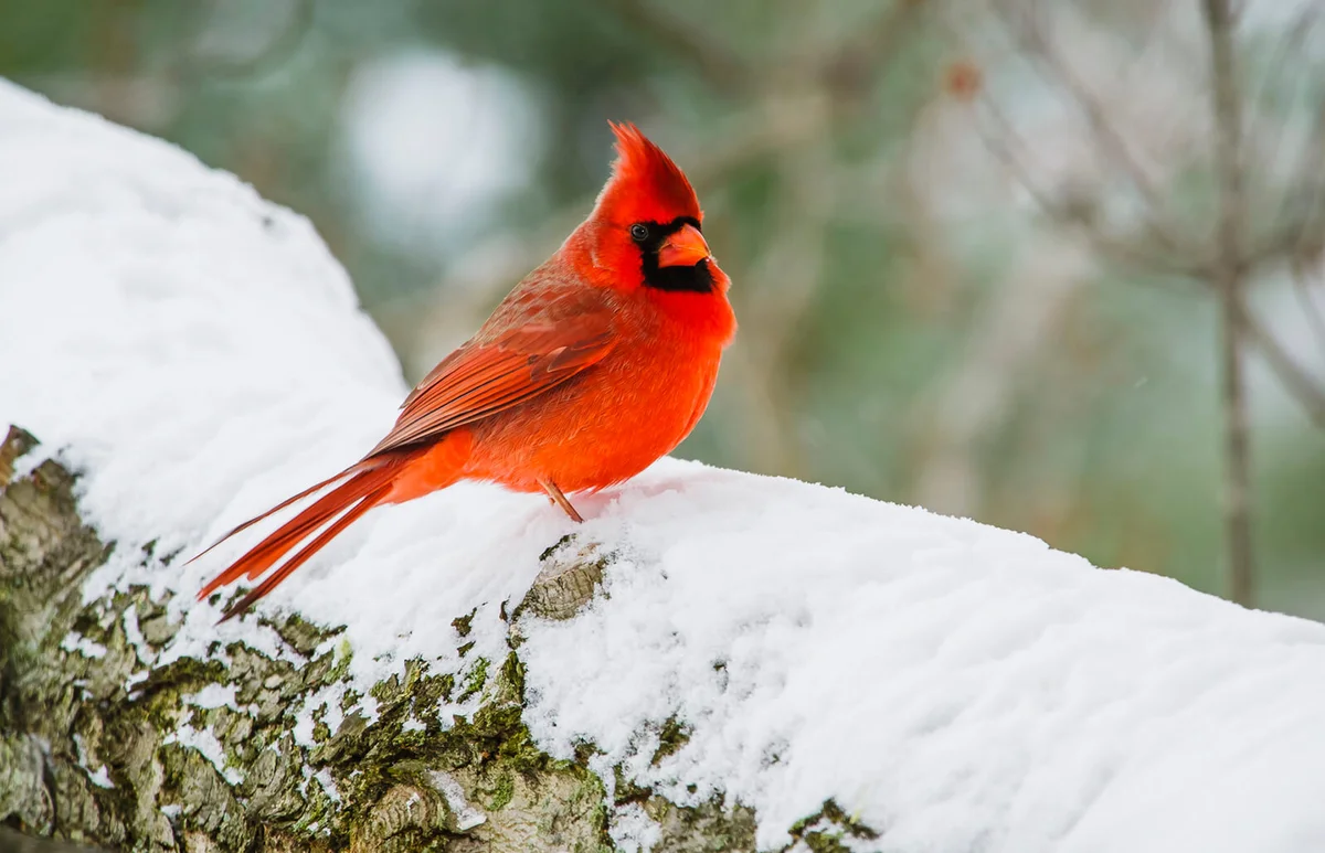 Northern Cardinal (Cardinalis Cardinalis) On A Snow Covered Tree Branch