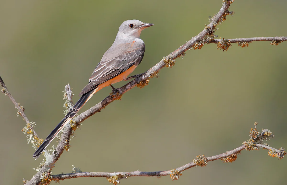 Scissor-tailed Flycatcher