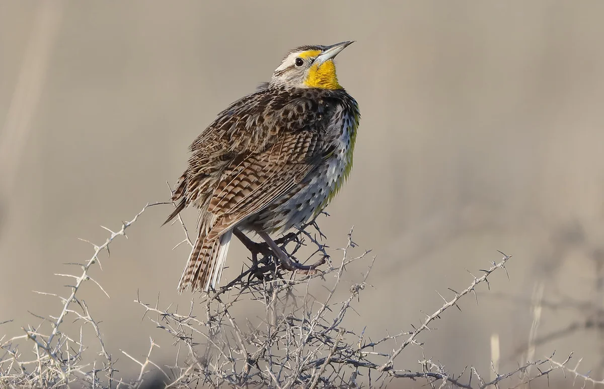 Perched Meadowlark singing