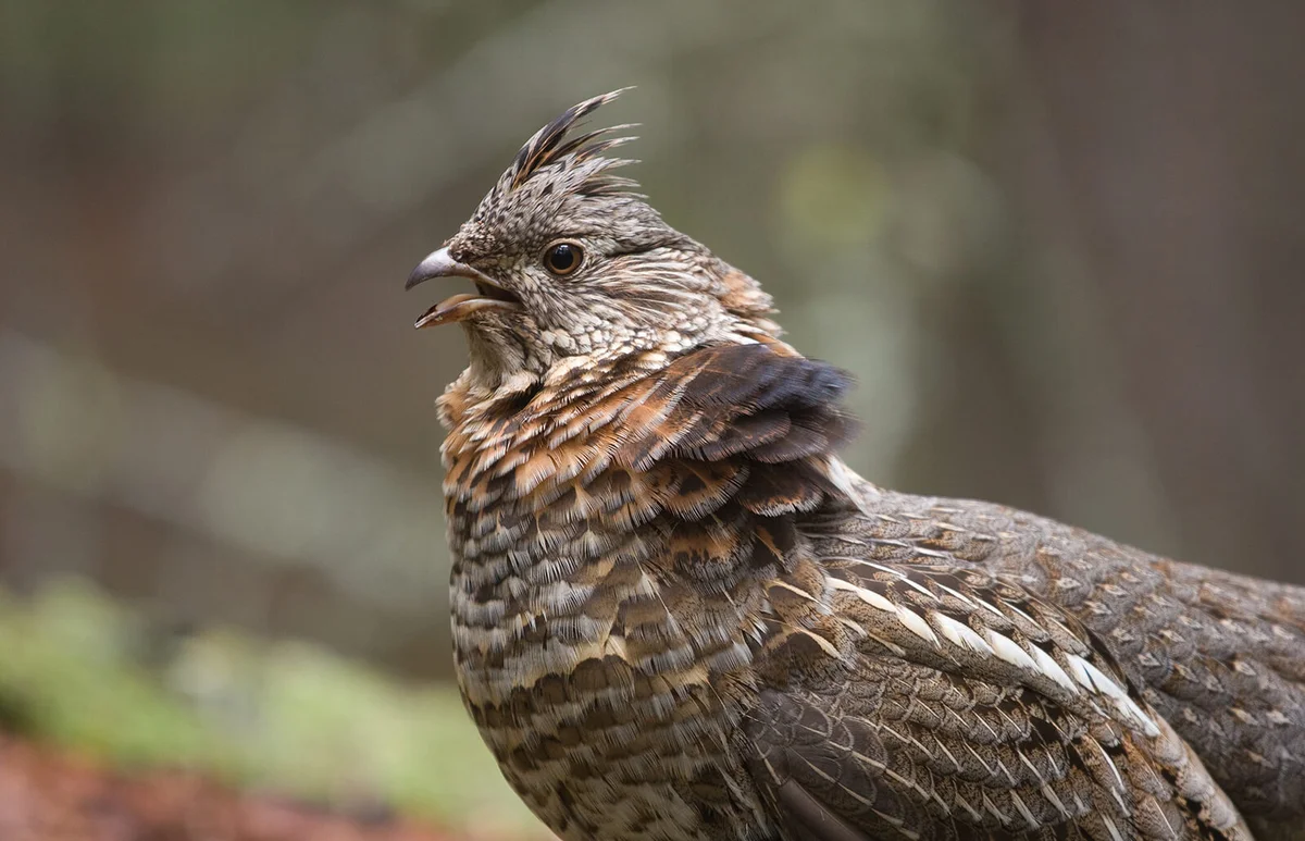Wild ruffed grouse, spring mating season