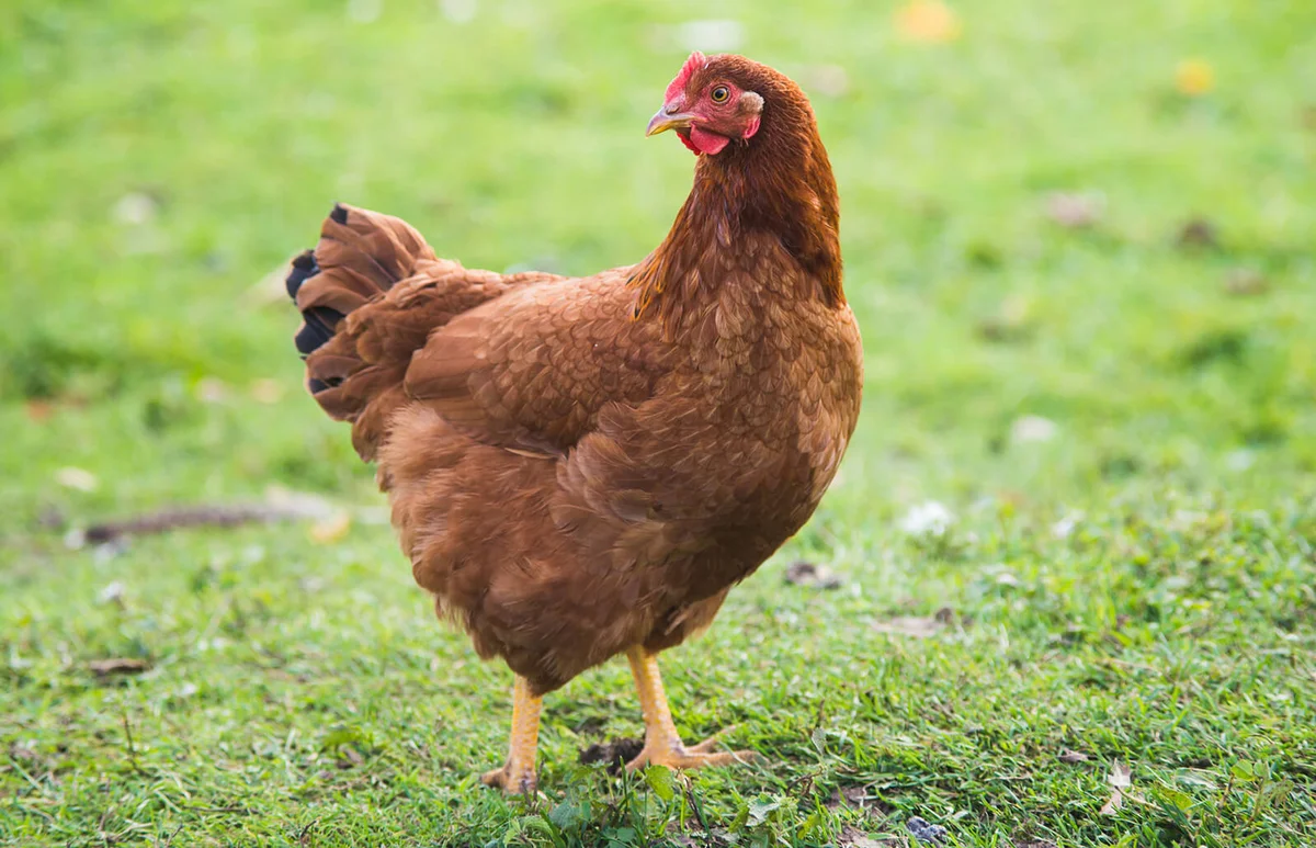 Young brown Rhode Island Red hen walking on green grass