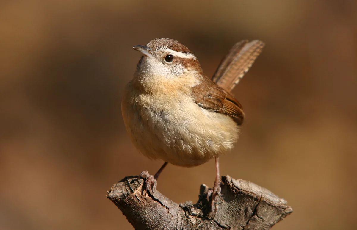 Carolina Wren with tail up high
