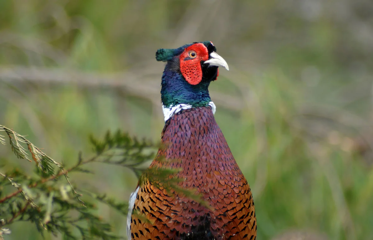 male ring-necked pheasan