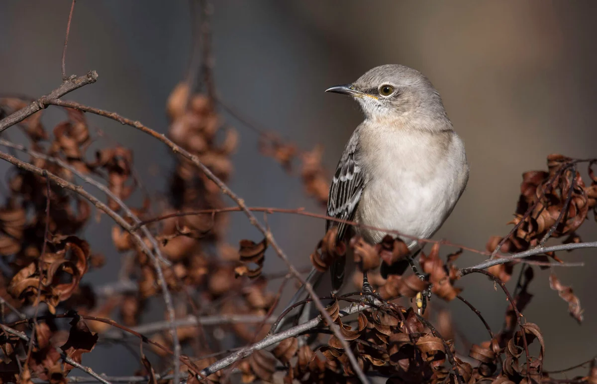 Northern Mockingbird