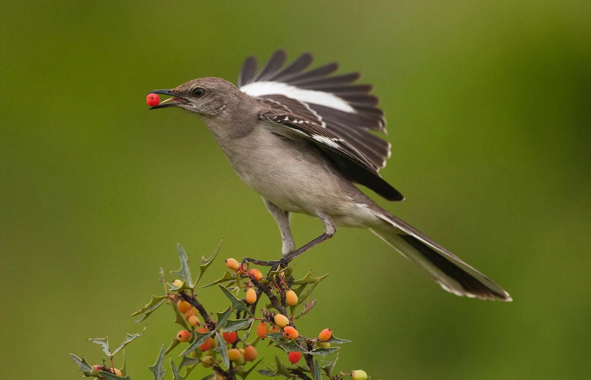 Northern Mockingbird -Mimus polyglottos-