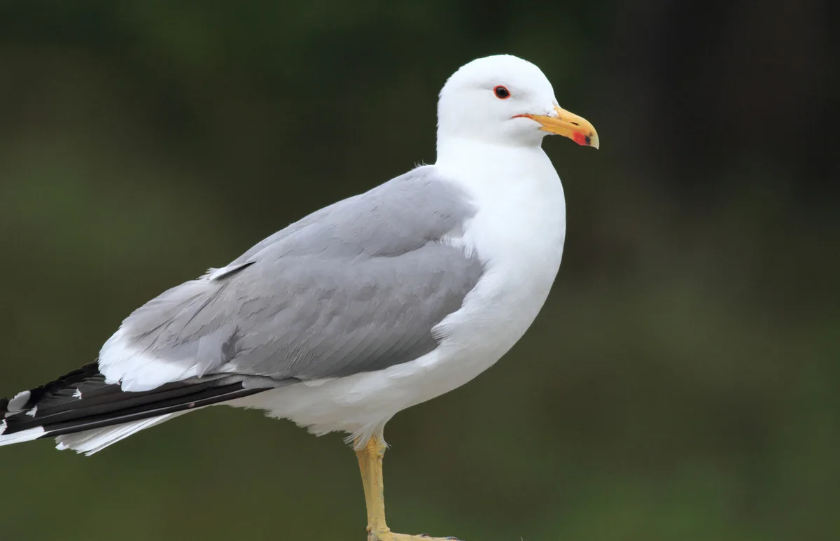 Califorina Gull standing on beam