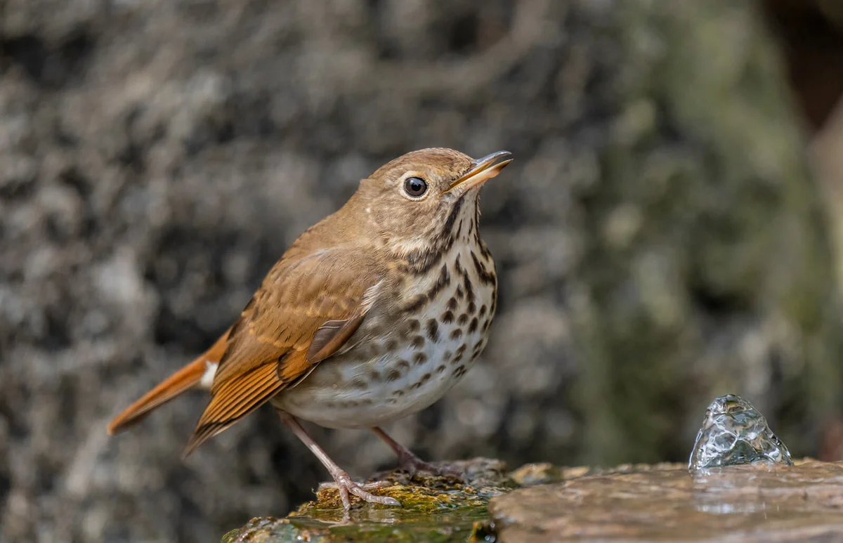 Hermit Thrush