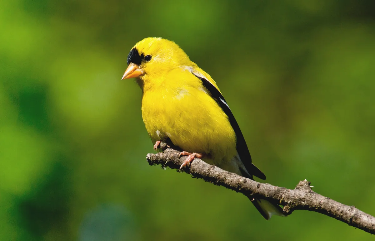 Male American Goldfinch