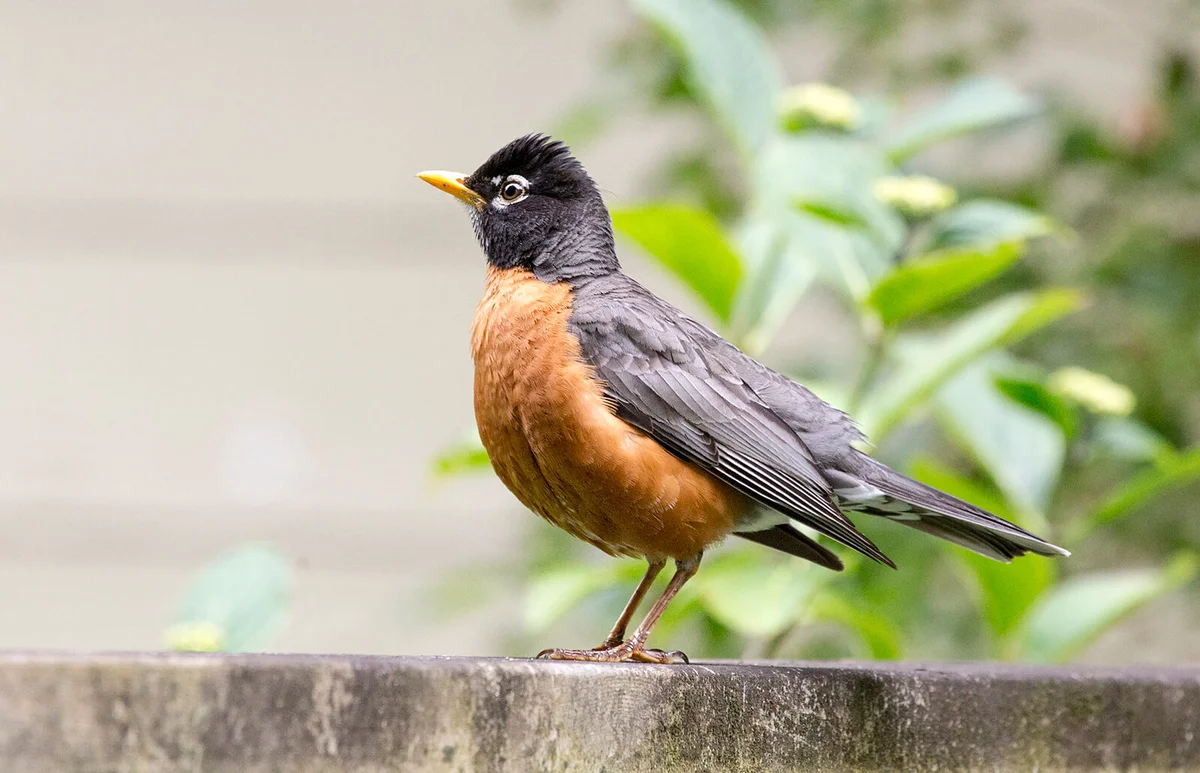 Robin redbreast