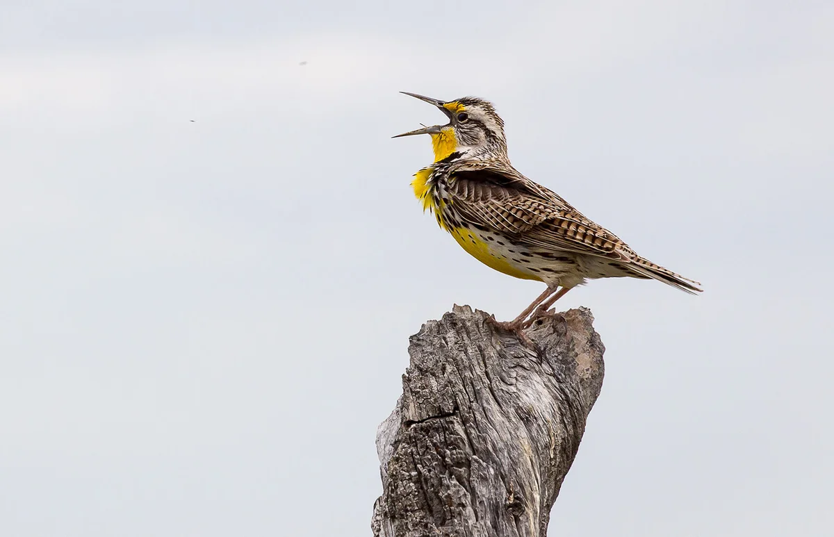 western meadowlark sings on the Wyoming prairie
