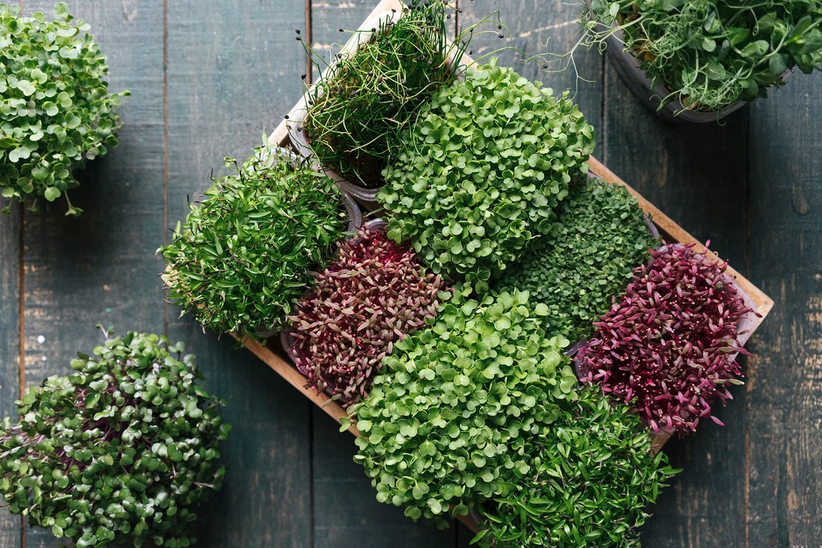 Box with microgreens on wooden table