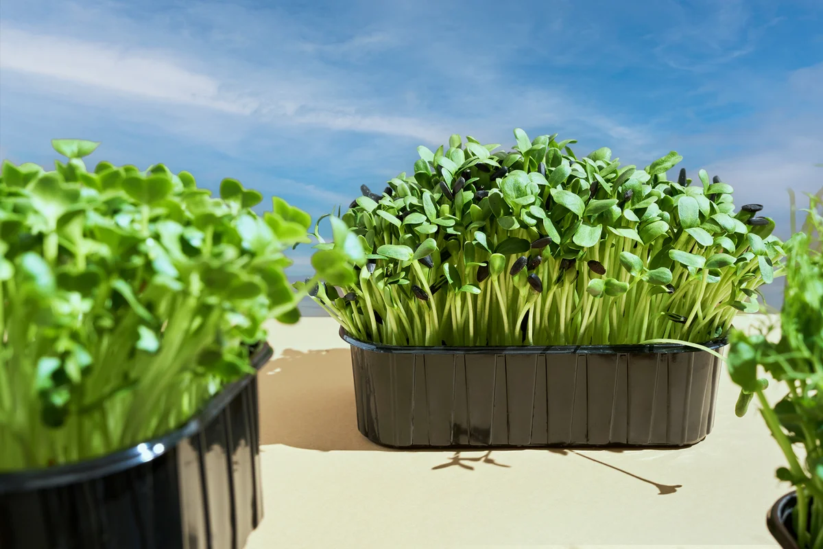 Microgreens of peas, sunflowers, radishes in black plastic pot
