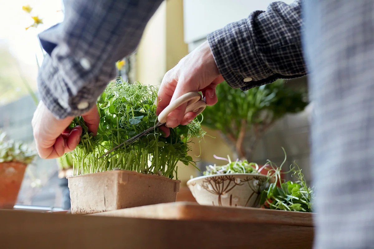 Harvesting microgreens using scissors at home for salad