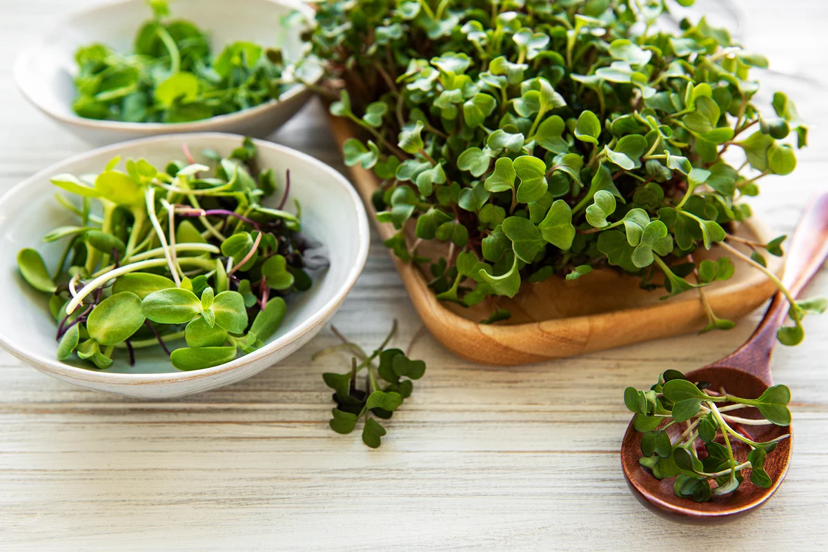 Assortment of micro greens on white wooden background