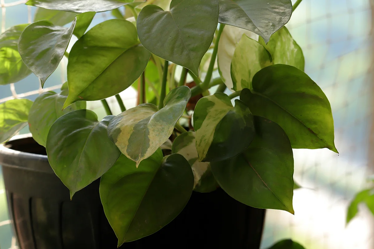 Close-up of pothos in a flower pot