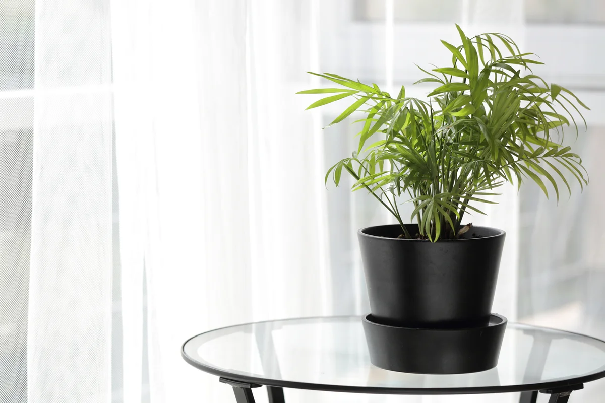 Houseplant on a table in home interior