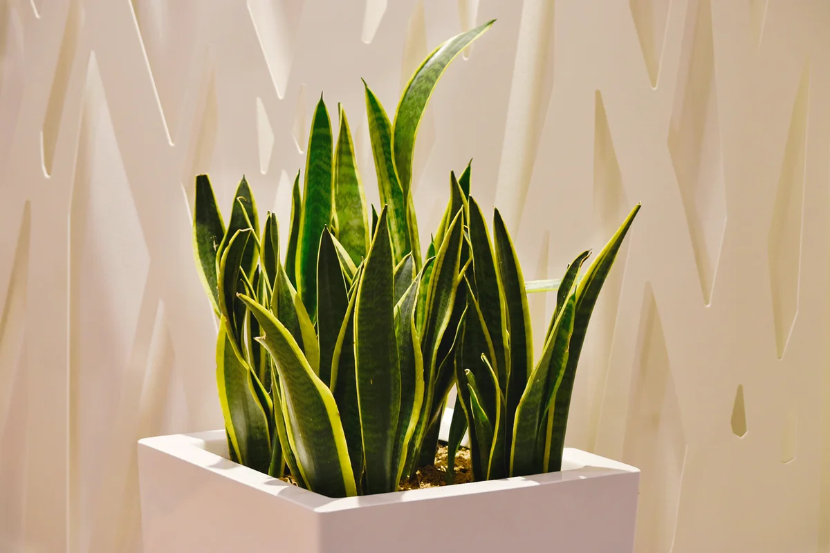 Sansevieria inside housing