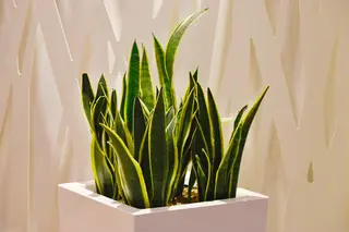 welcher dnger fr thuja smaragd Koniferen Dnger von Flora Boost | 200L Ergiebigkeit