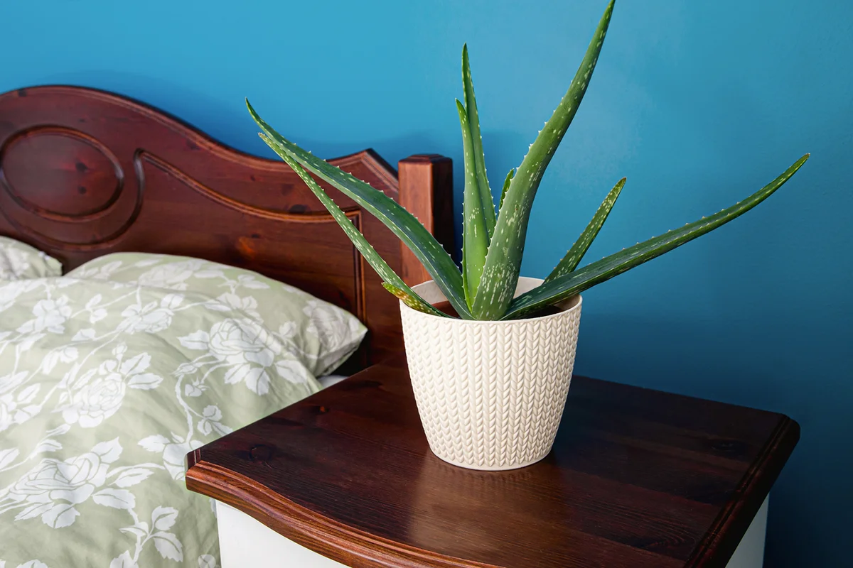 Aloe vera houseplant growing in white braided pattern pot in blue color wall home bedroom