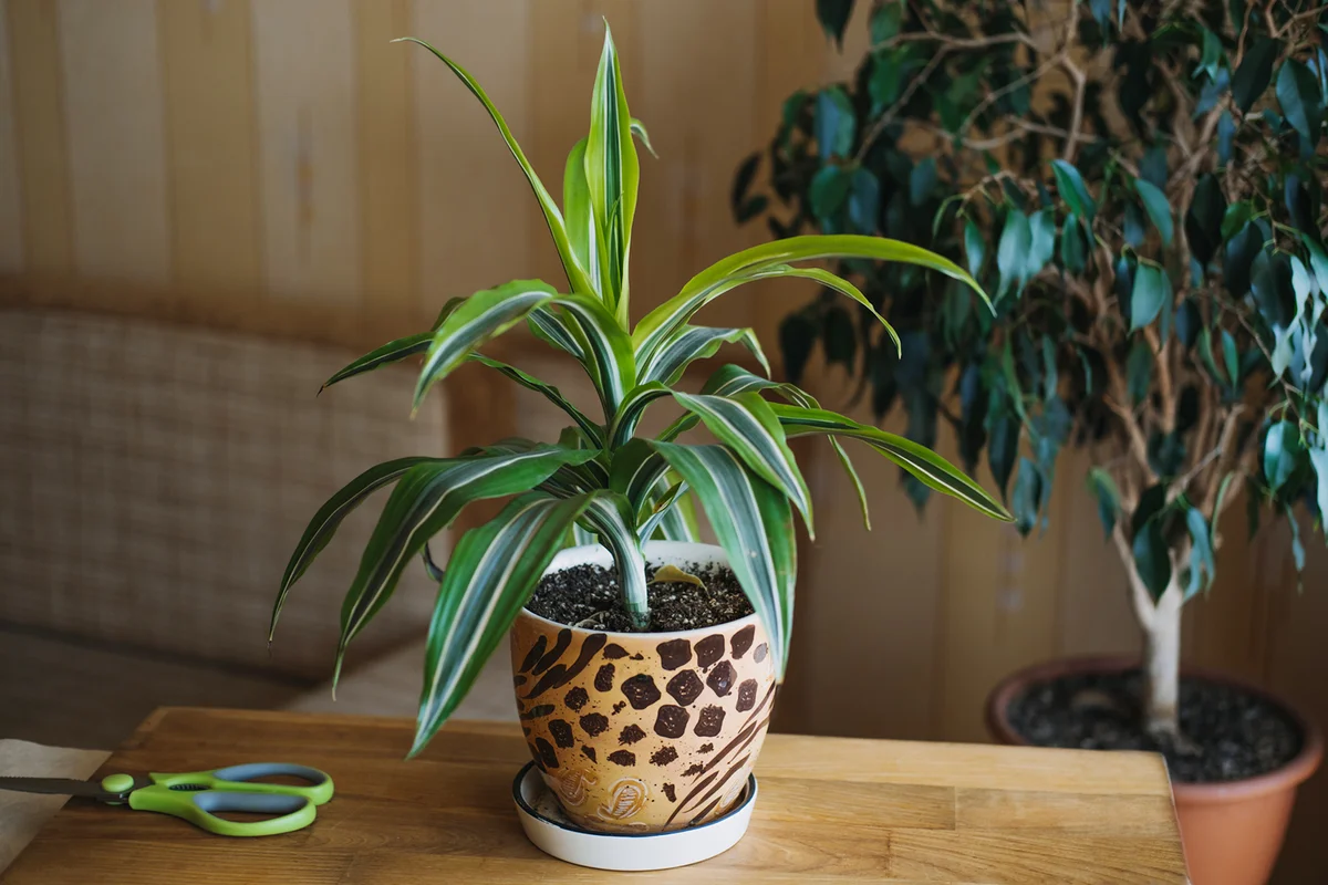 Dracaena fragrans house plants at home
