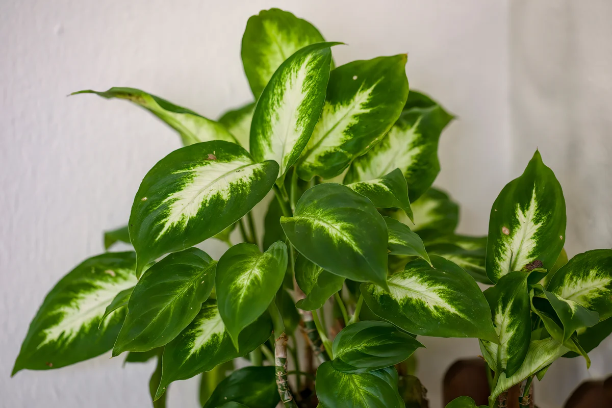 Dieffenbachia indoor