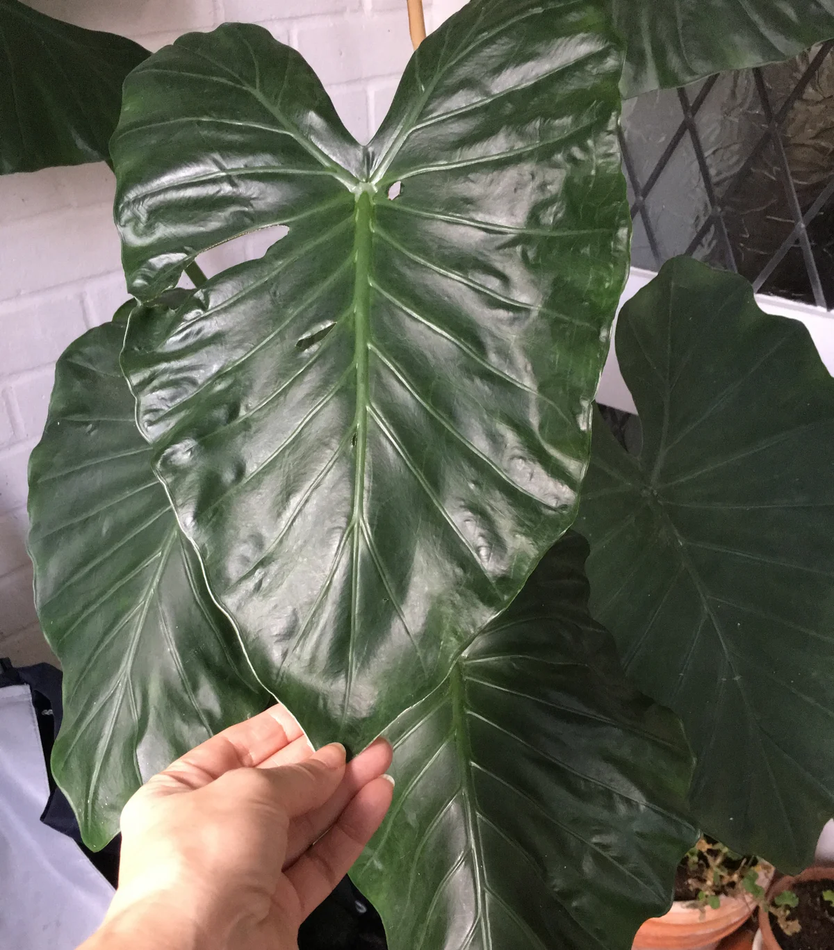 A potted elephant ears plant