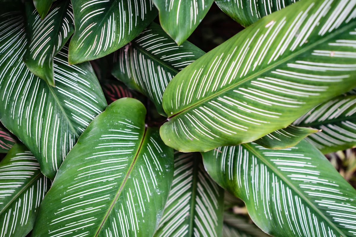 Green and white striped Calathea ornata leaves