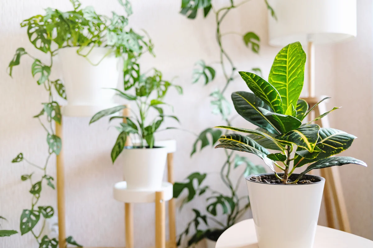 Living room with plants