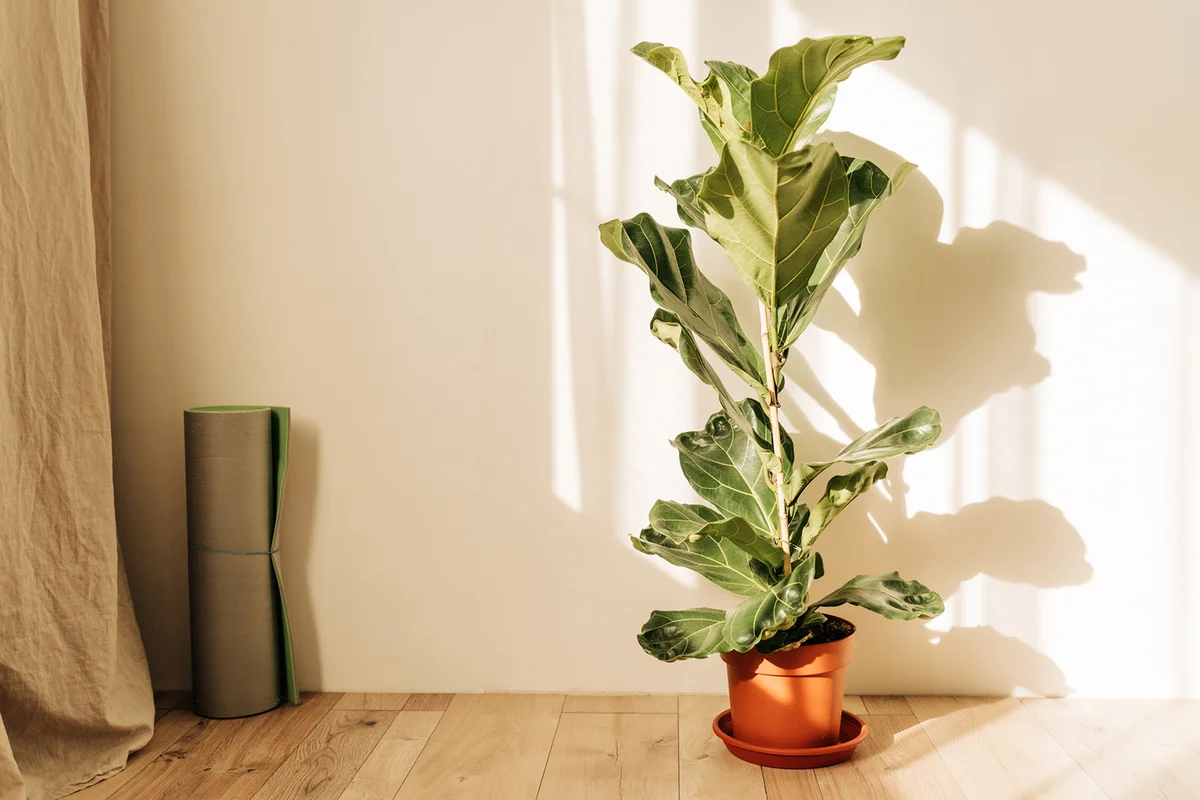 Ficus lirata in wickr pot on wooden table