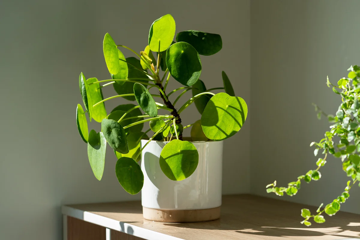 Pilea Peperomioides Houseplant In Ceramic Flower Pot At Home