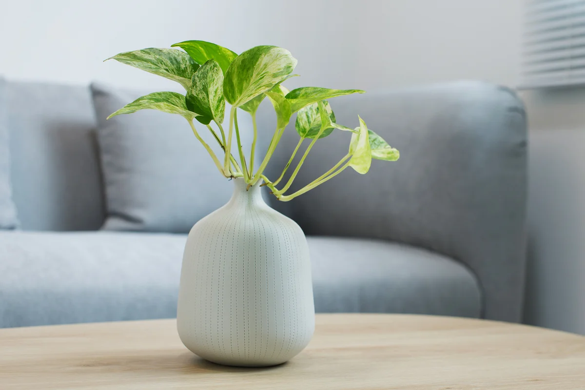 Plants In The White Vase On A Wooden Table