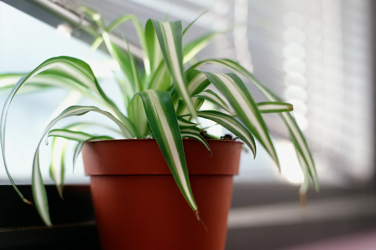 Spider plant on windowsill