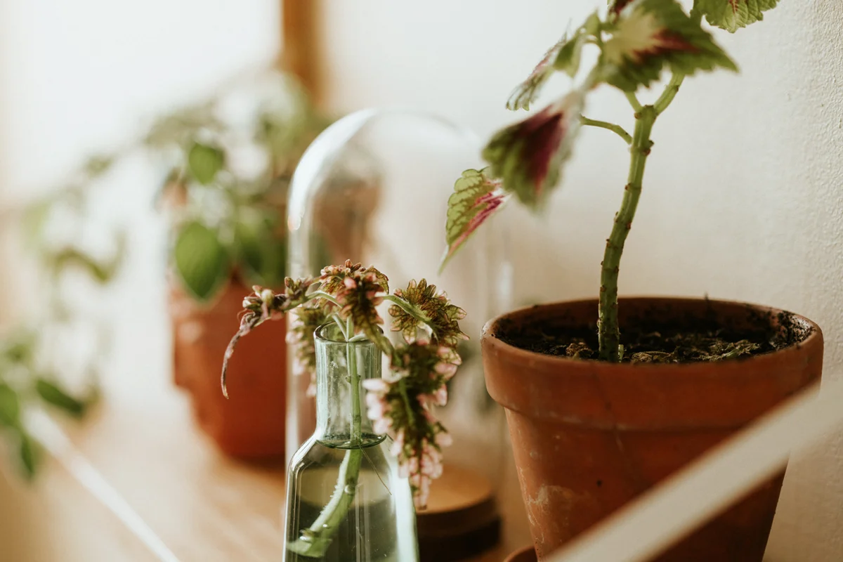 Coleus scutellarioides plant cuttling cutting in vase