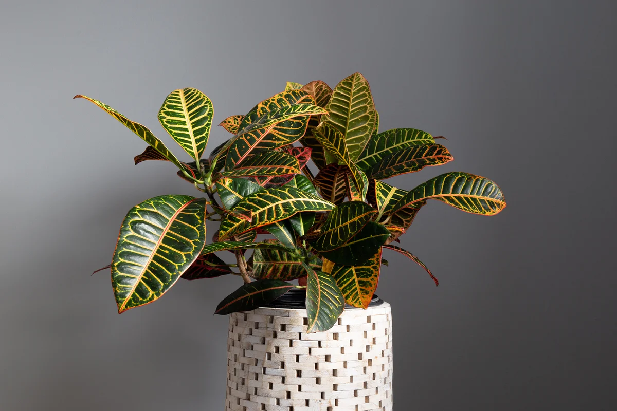Croton Plant Against a Grey Background