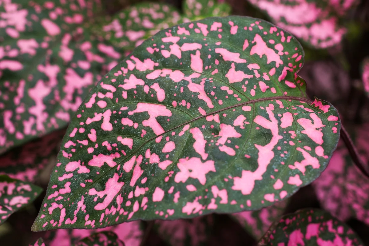 Close-up of pink and green Polka-dot plant (Hypoestes phyllostachya) leaf patterns in summer