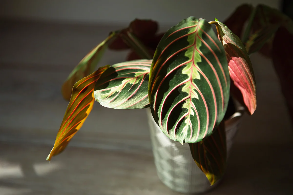 Beautiful maranta leaves with an ornament on a grey background close-up