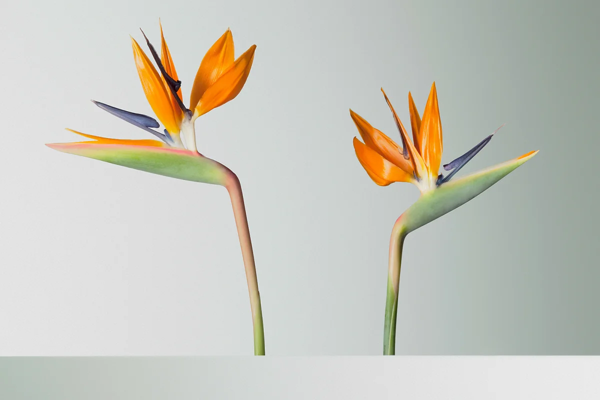 Two bird of paradise flowers turning away