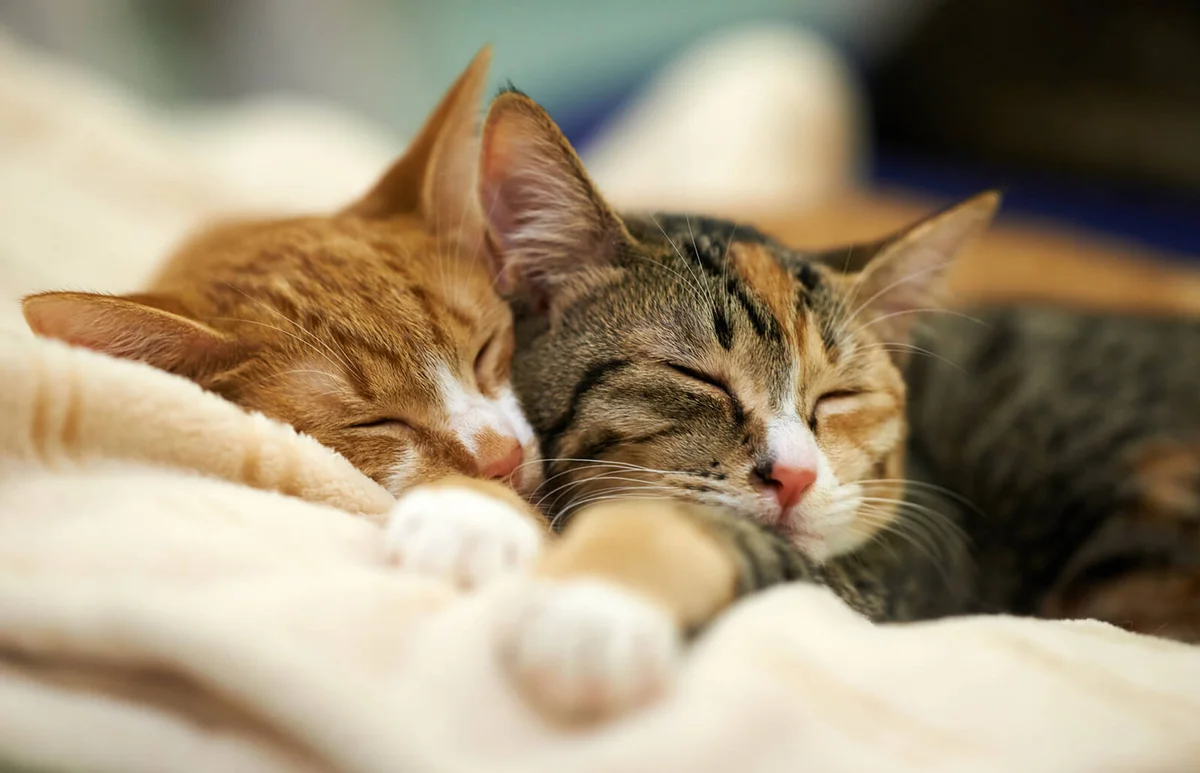 Sleeping kittens