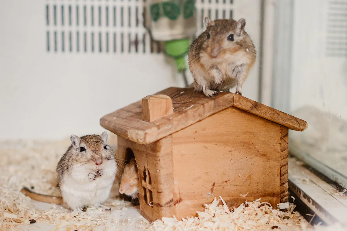 Two happy and content hamsters at their cage