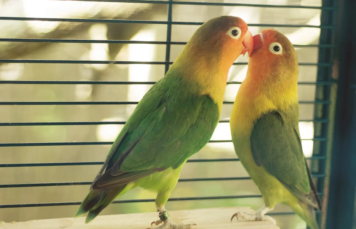 Parakeets kissing