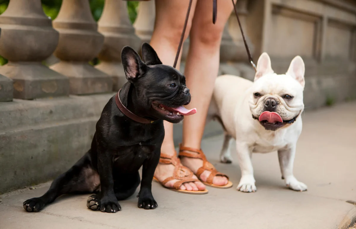 Portrait of two french bulldogs