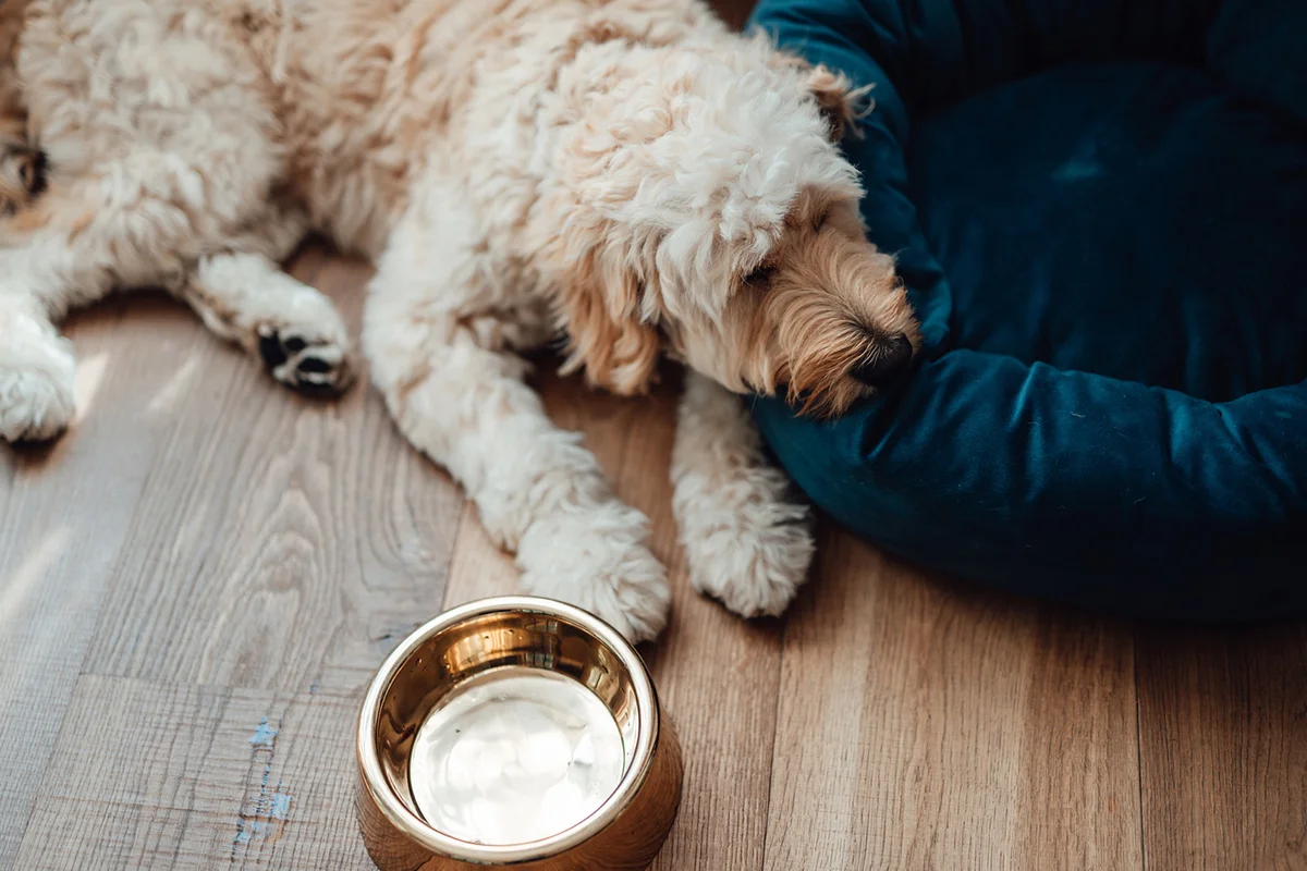 Dog Complete Loss Appetite